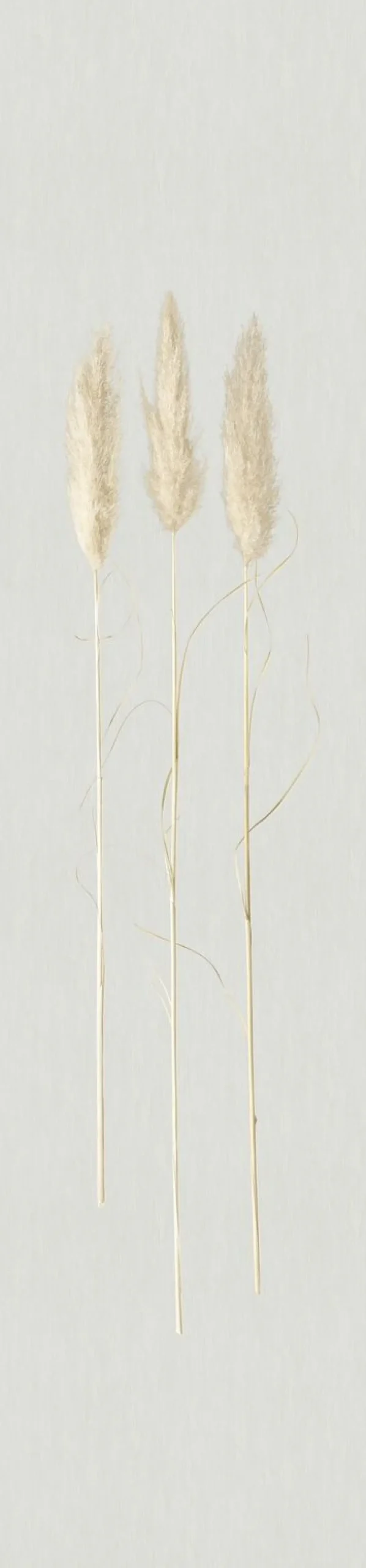Fototapete Panel Gräser Floral grau beige 33270
