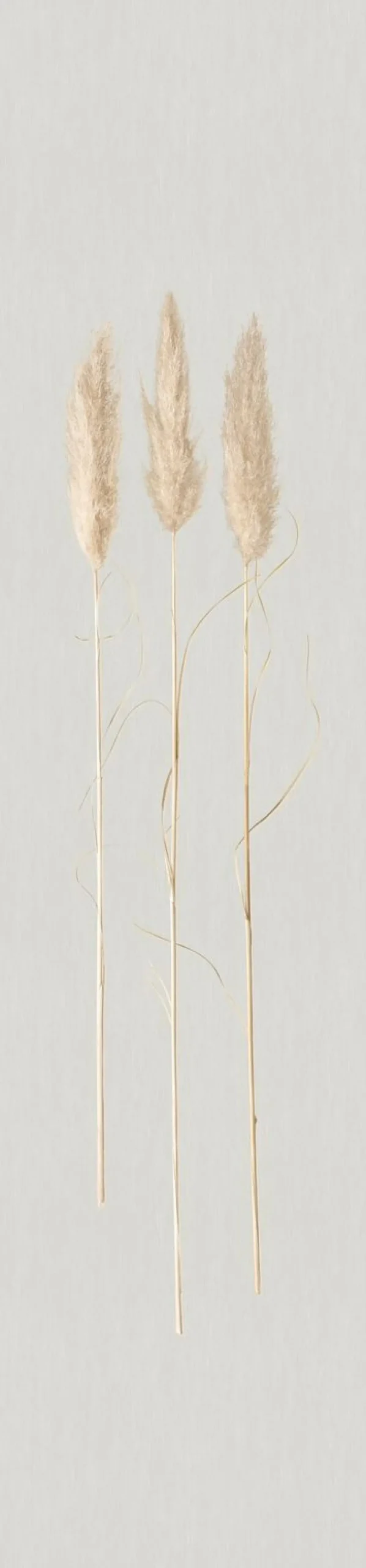 Fototapete Panel Gräser Floral grau braun 33280