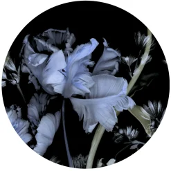Fototapete rund Guido Maria Kretschmer Floral blau schwarz