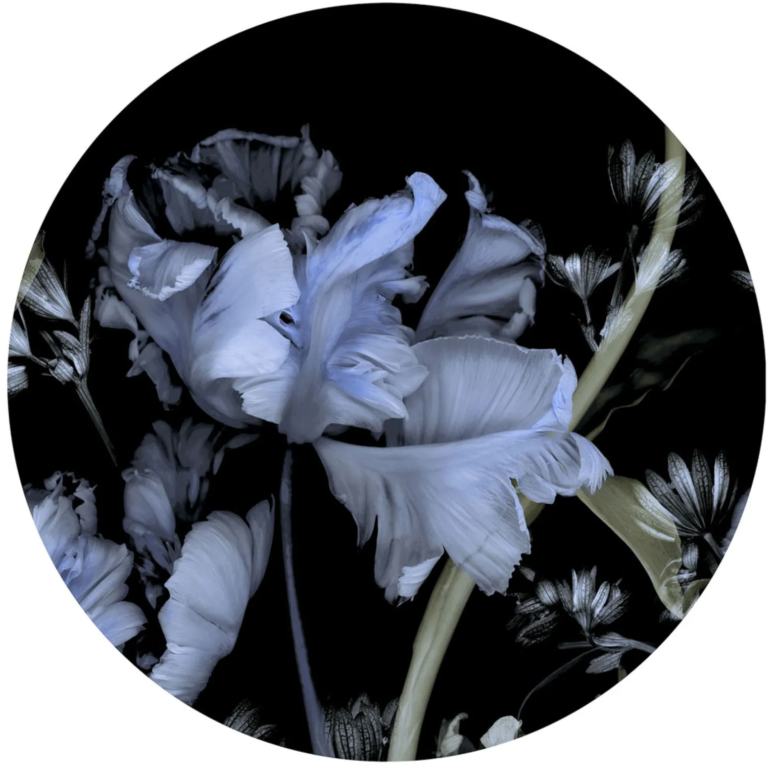 Fototapete rund Guido Maria Kretschmer Floral blau schwarz