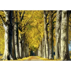 Fototapete Vlies Allee Wald Bäume braun creme