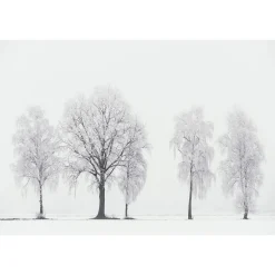 Fototapete Vlies Baume Winter weiß braun