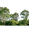 Fototapete Vlies Baum-Krone Wald grün weiß Designwalls