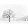 Fototapete Vlies Baum Schnee Winter braun weiß