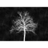 Fototapete Vlies Baum Tafel schwarz weiß Premium