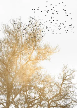 Fototapete Vlies Baum Vögel Natur gold weiß