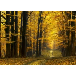 Fototapete Vlies Baum Weg Zauberwald braun gelb