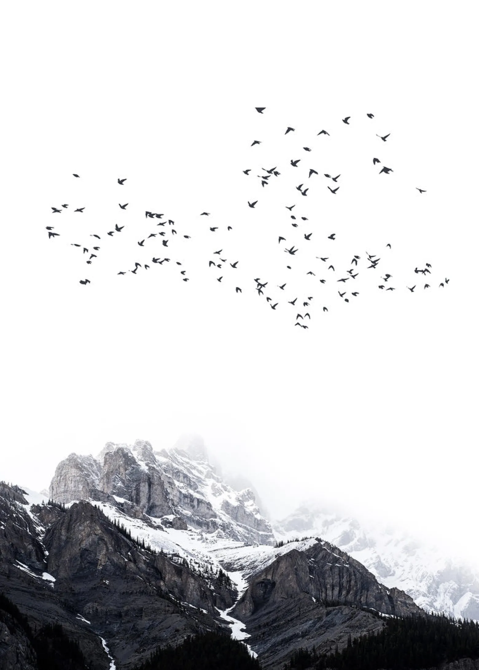 Fototapete Vlies Berge Vögel Natur schwarz weiß