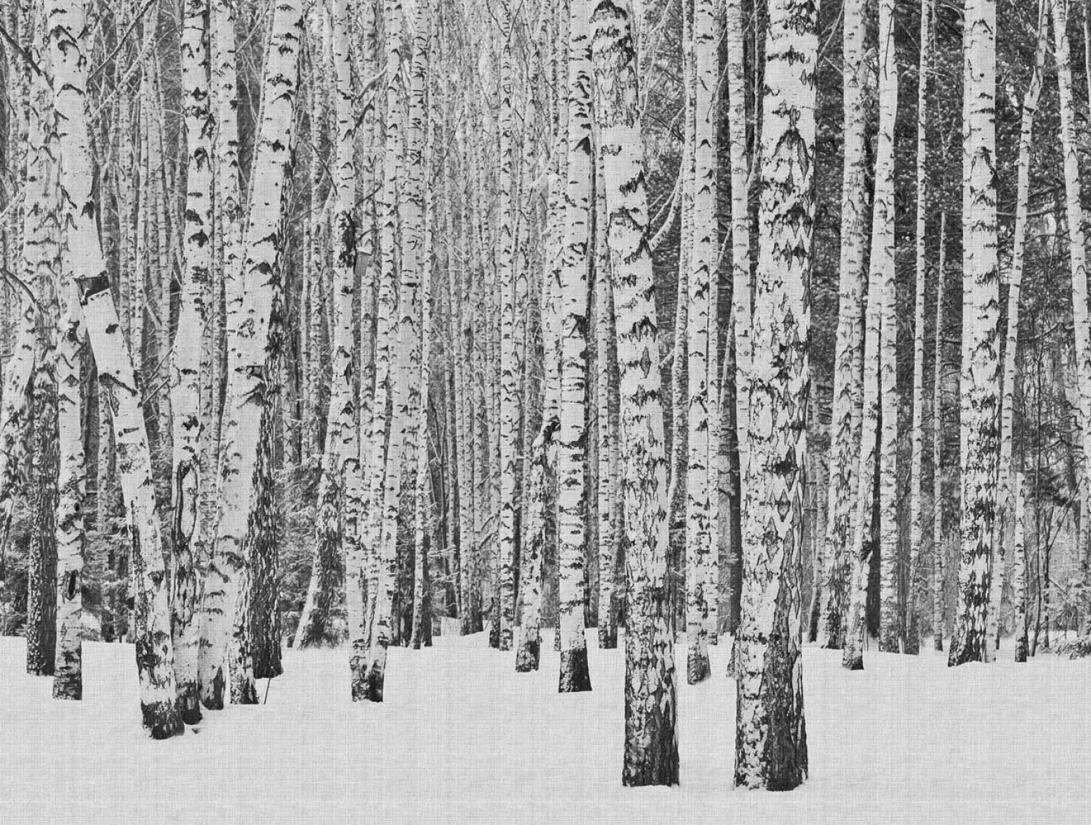 Fototapete Vlies Birken-Stämme Schnee grau 38259-1