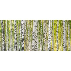 Fototapete Vlies Birken Wald Stämme grün
