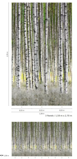 Fototapete Vlies Birken Wald Bäume weiß grau grün 47220