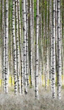 Fototapete Vlies Birken Wald Bäume weiß grau grün 47220