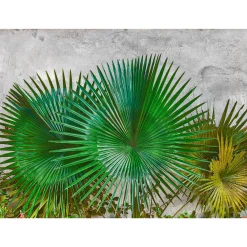 Fototapete Vlies Blätter Agaven Putz grün grau