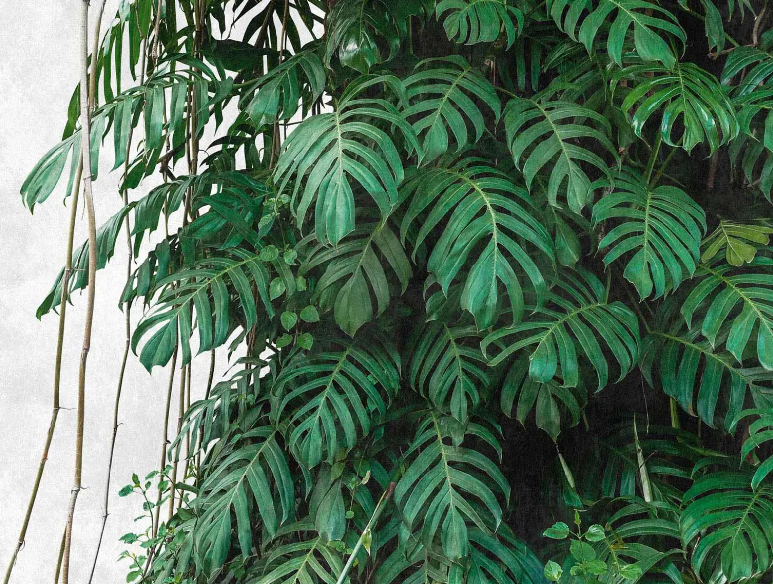 Fototapete Vlies Blätter Bambus Floral grau grün 38241-1