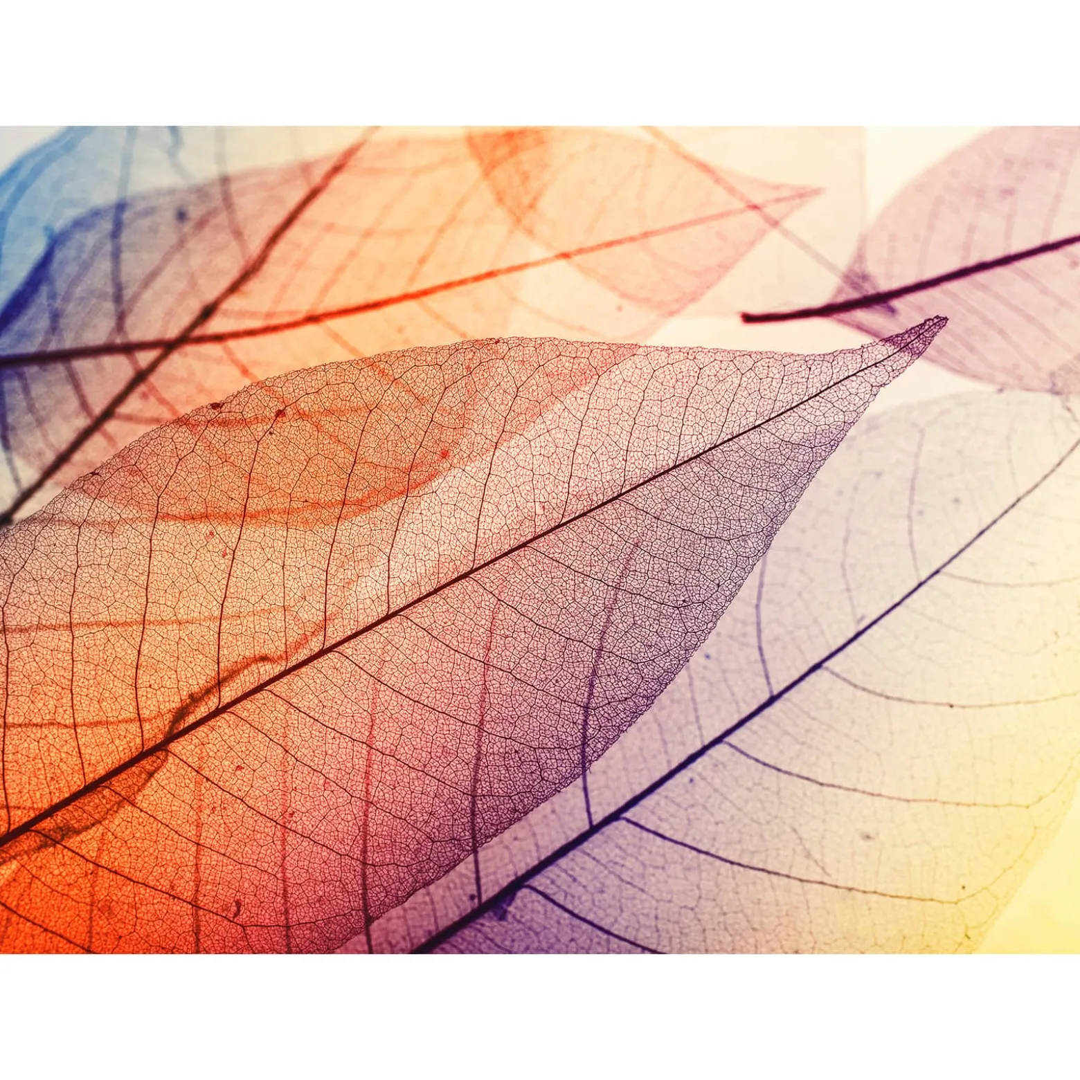 Fototapete Vlies Blätter Licht Herbst orange gelb