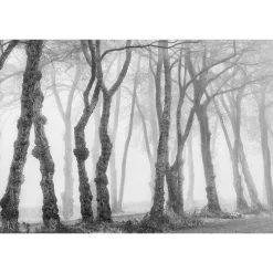 Fototapete Vlies Borke Baum Nebel Wald grau