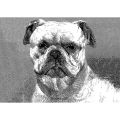 Fototapete Vlies Bulldogge Hund Gemalt grau