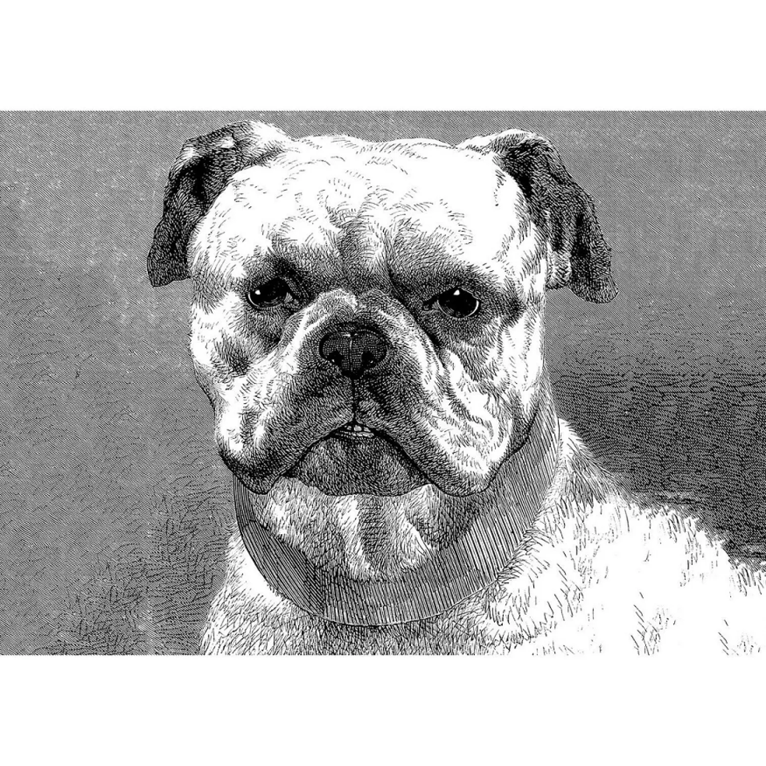 Fototapete Vlies Bulldogge Hund Gemalt grau