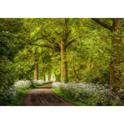 Fototapete Vlies Bäume Märchenwald Straße braun