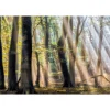Fototapete Vlies Bäume Mystischer Wald braun