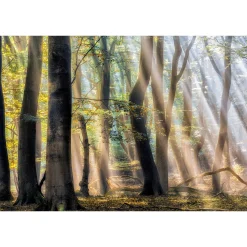 Fototapete Vlies Bäume Mystischer Wald braun