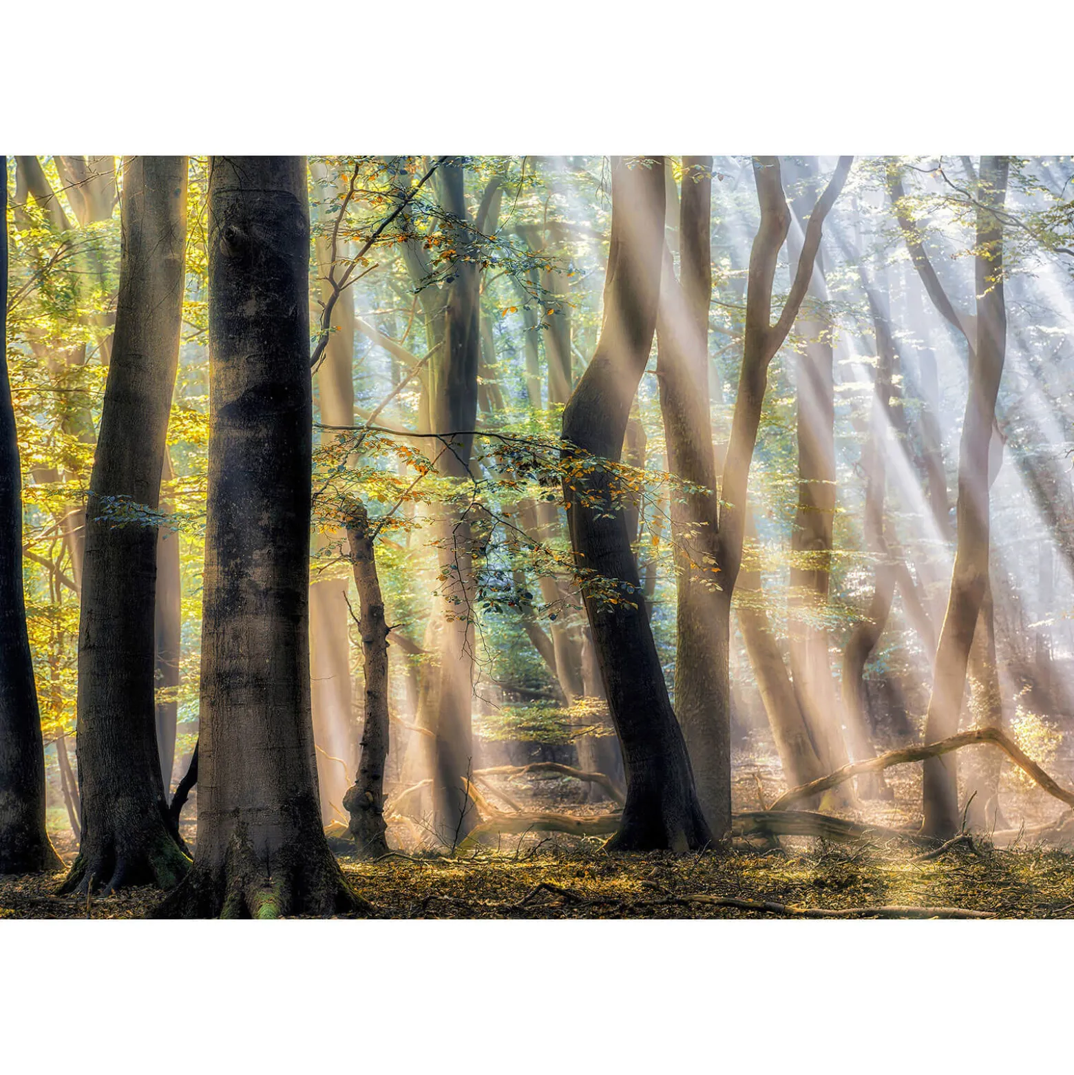 Fototapete Vlies Bäume Mystischer Wald braun