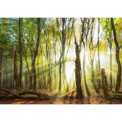 Fototapete Vlies Bäume Waldlichtung braun gelb