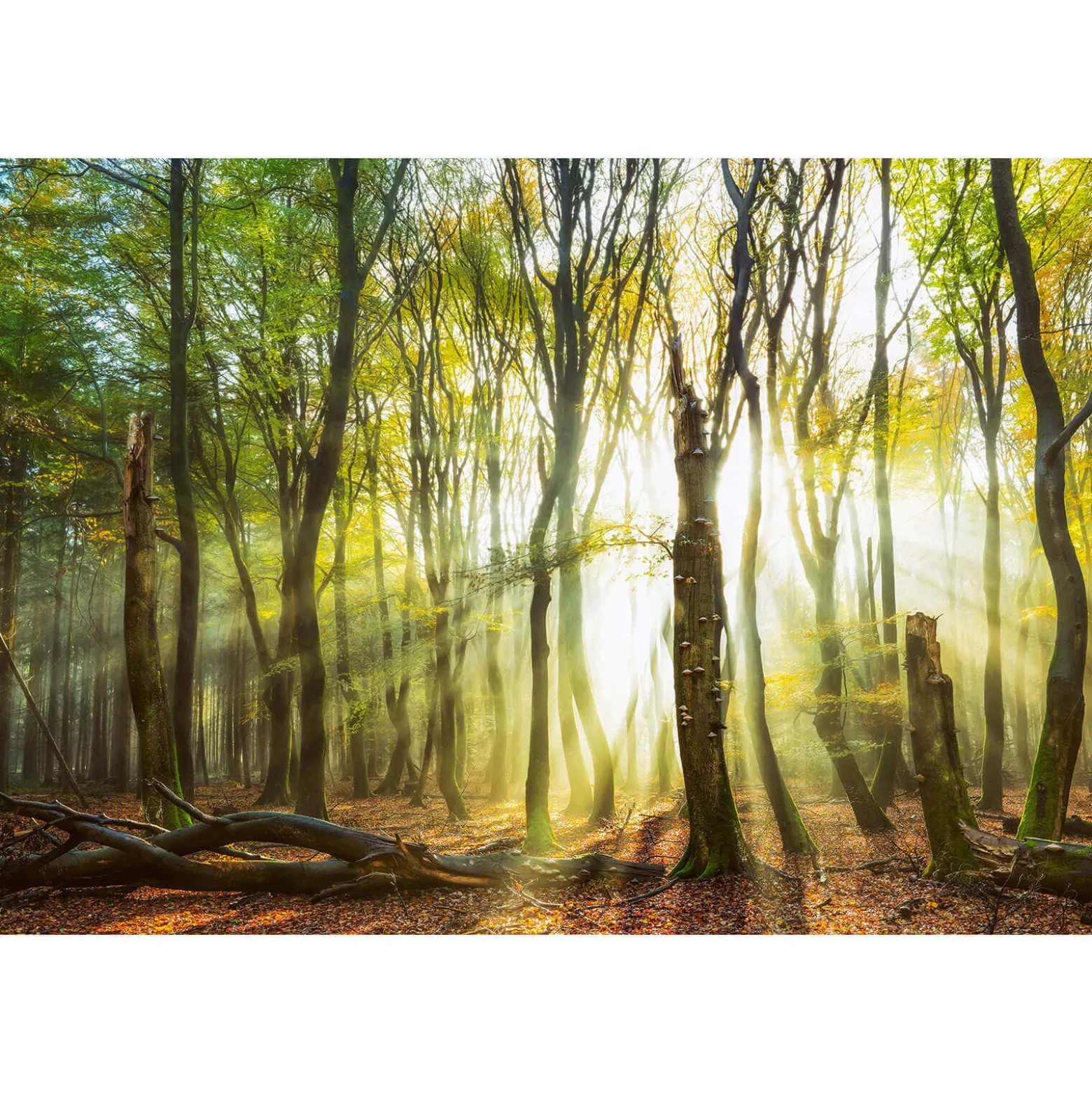 Fototapete Vlies Bäume Waldlichtung braun gelb