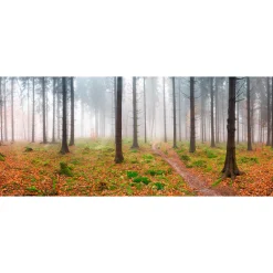 Fototapete Vlies Bäume Wald Nebel braun grün