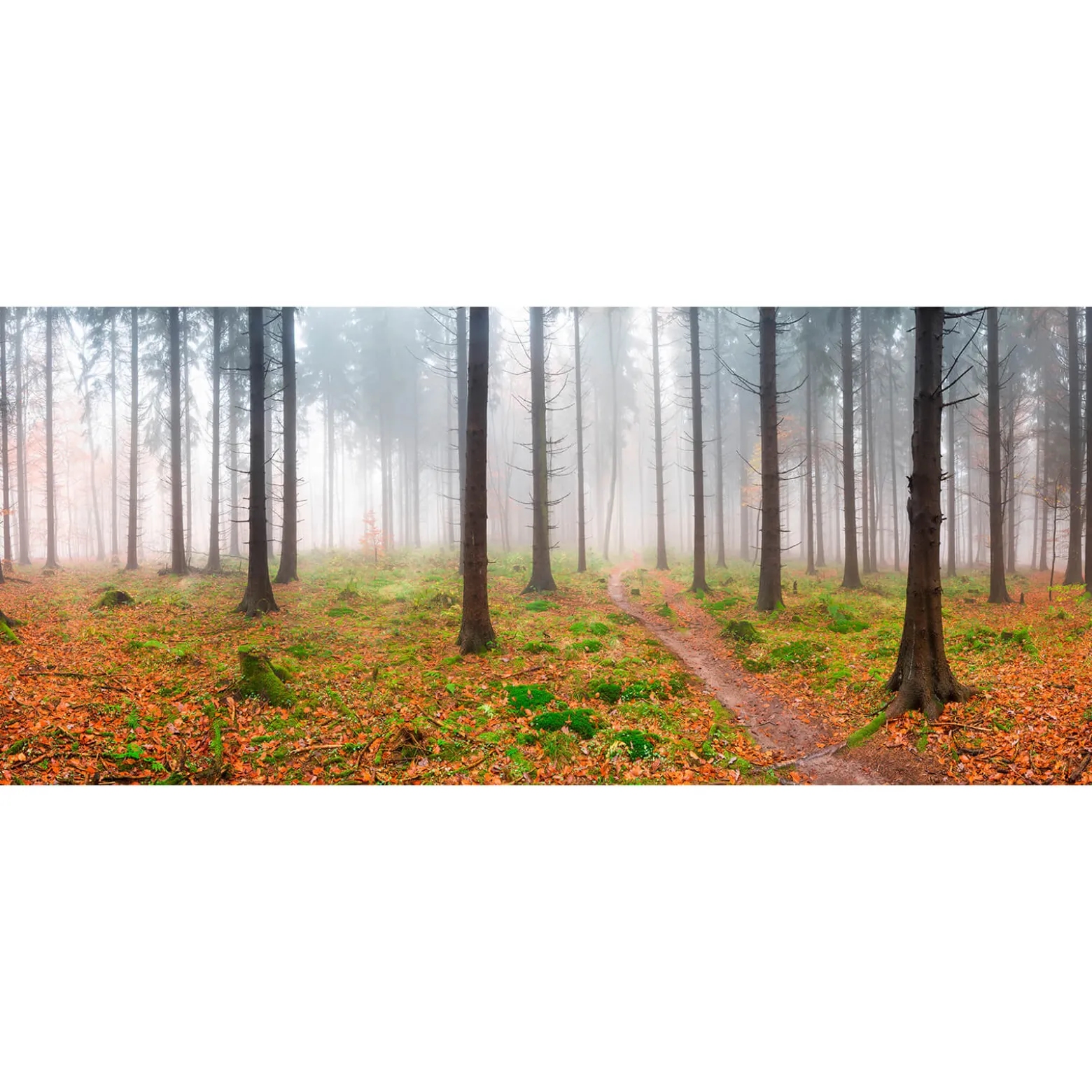 Fototapete Vlies Bäume Wald Nebel braun grün