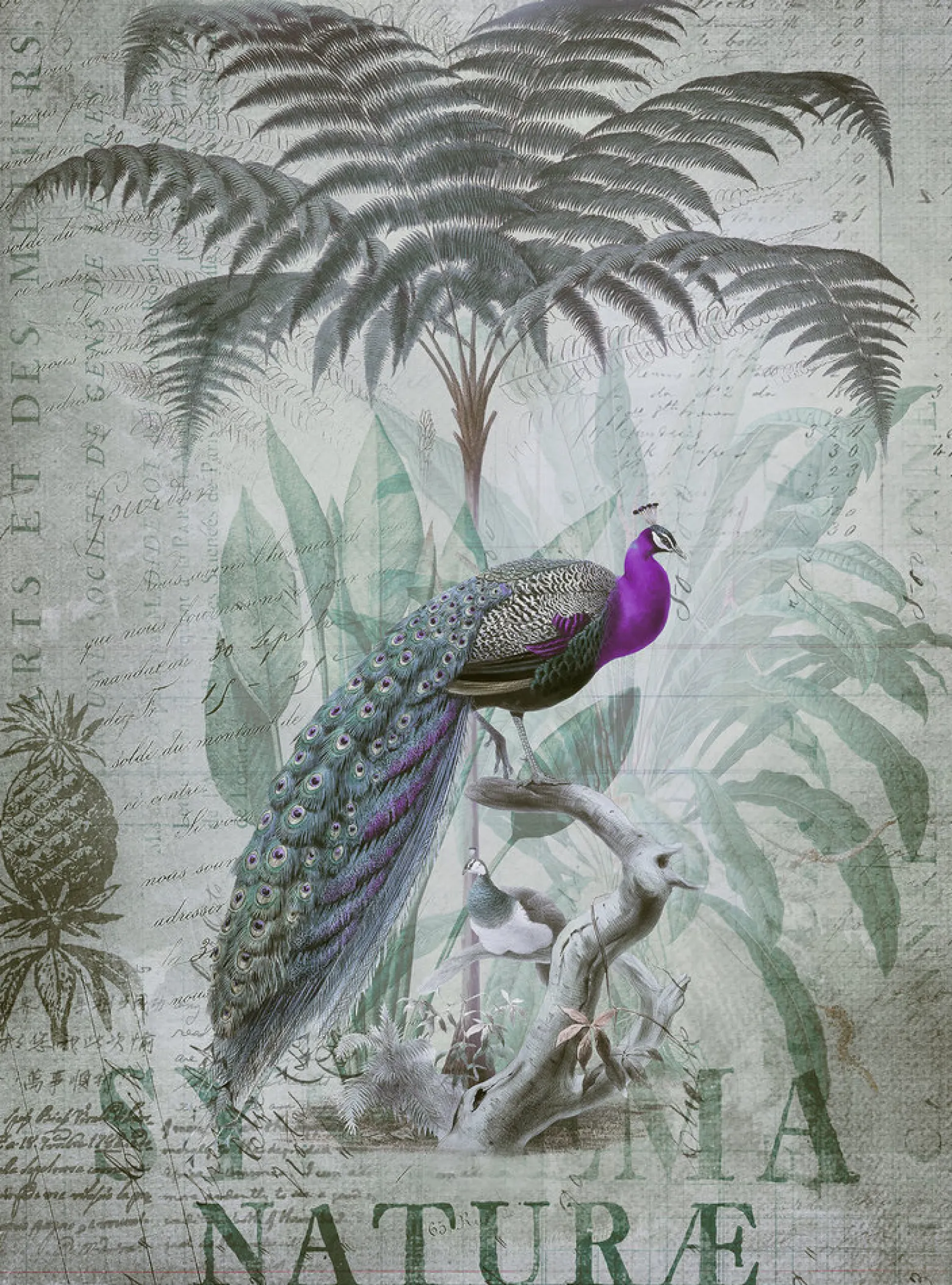 Fototapete Vlies Dschungel Pfau grau-grün lila