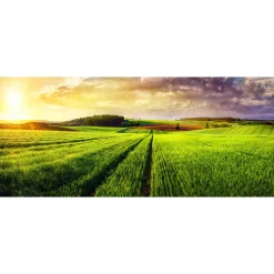Fototapete Vlies Feld Wiese Landschaft grün gelb