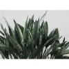 Fototapete Vlies Floral Blätter grün grau Premium