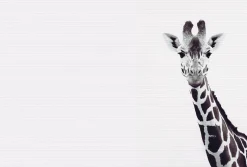Fototapete Vlies Giraffe Natur weiß schwarz