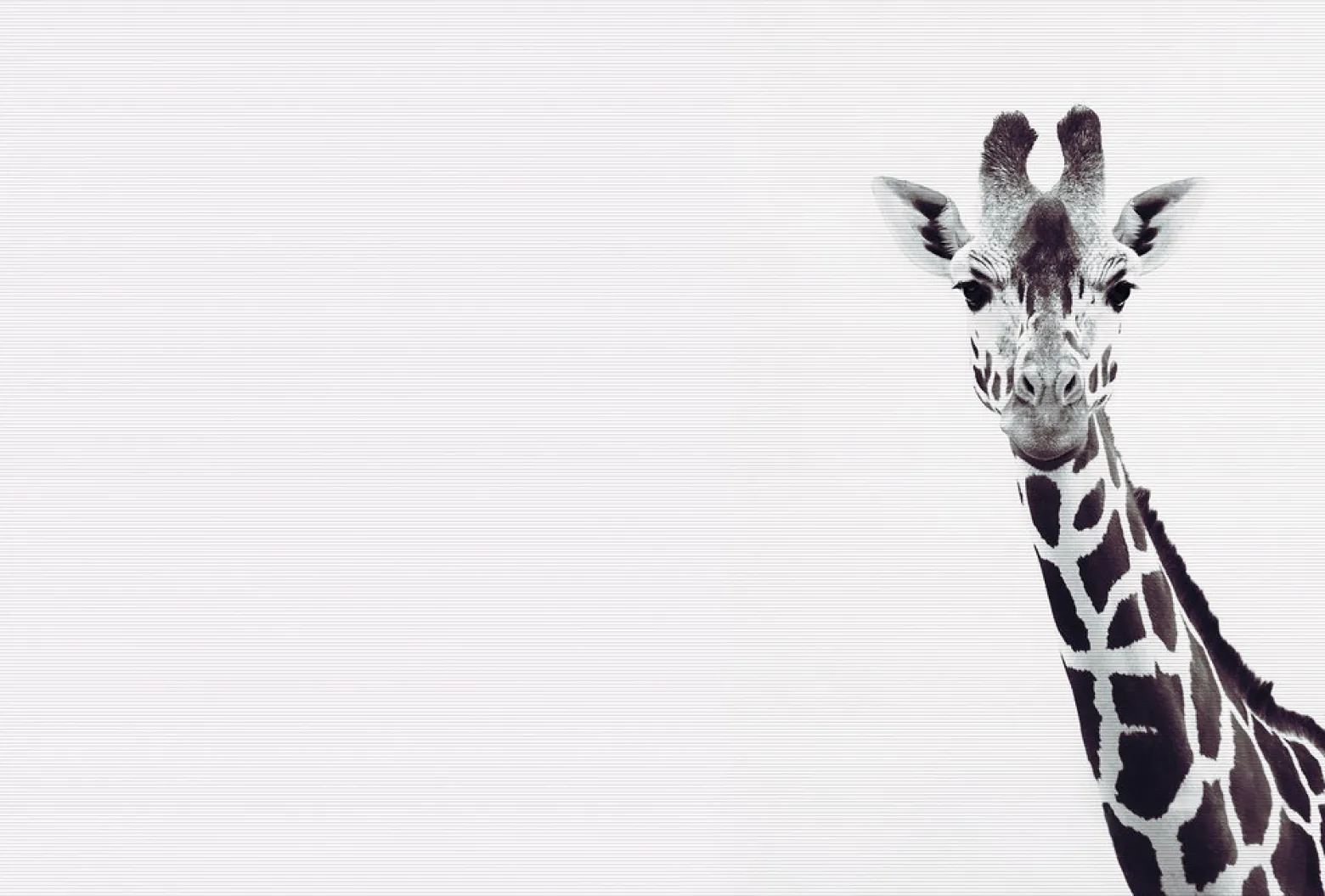 Fototapete Vlies Giraffe Natur weiß schwarz