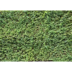Fototapete Vlies Hecke Blätter Floral gün grün