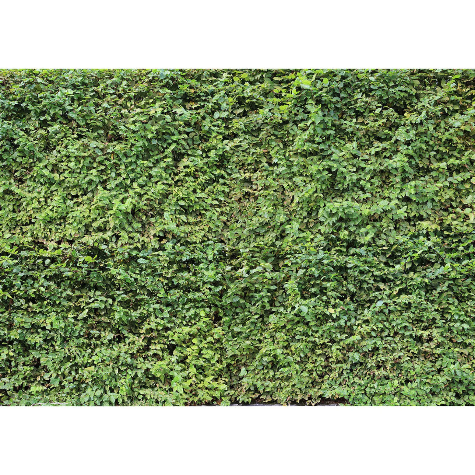 Fototapete Vlies Hecke Blätter Floral gün grün
