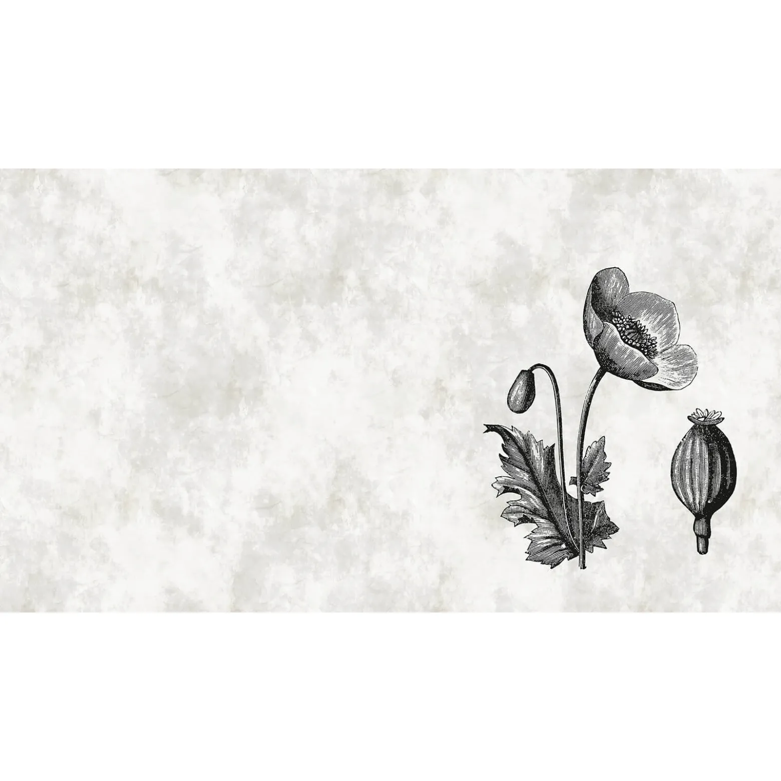 Fototapete Vlies Hibiskus Natur Blume grau Premium