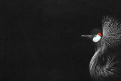 Fototapete Vlies Kronen-Kranich Vogel schwarz