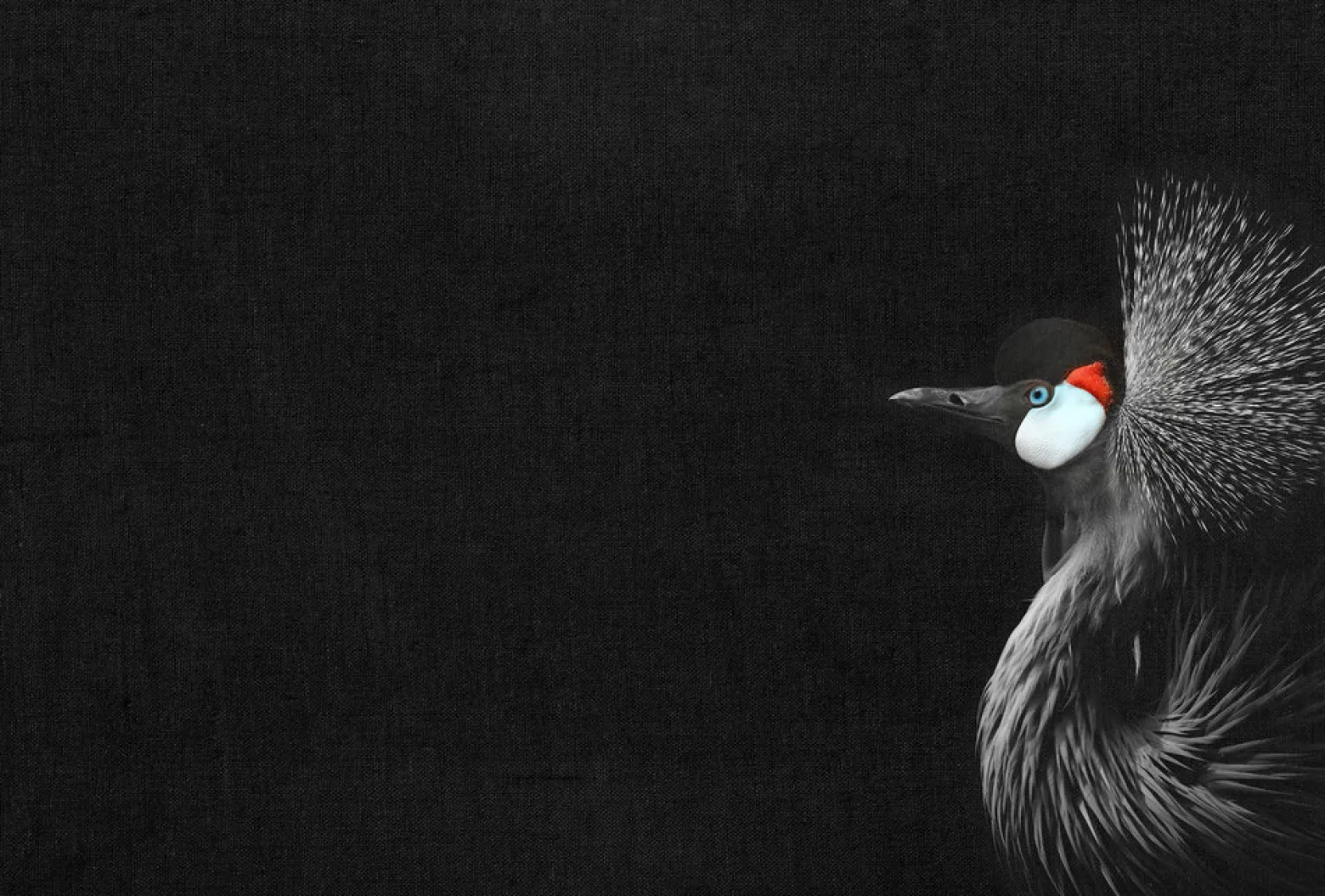Fototapete Vlies Kronen-Kranich Vogel schwarz