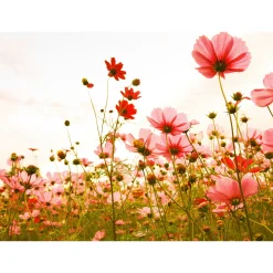Fototapete Vlies Mohnblumen Floral rosa rot grün
