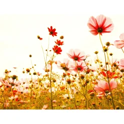 Fototapete Vlies Mohnblumen Floral rot grün weiß