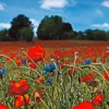 Fototapete Vlies Mohnblumen Wiese rot grün blau 47273