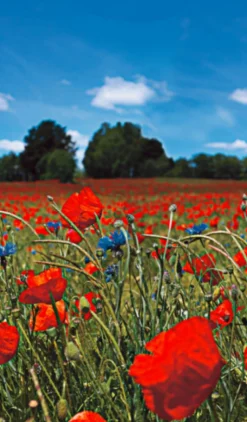 Fototapete Vlies Mohnblumen Wiese rot grün blau 47273