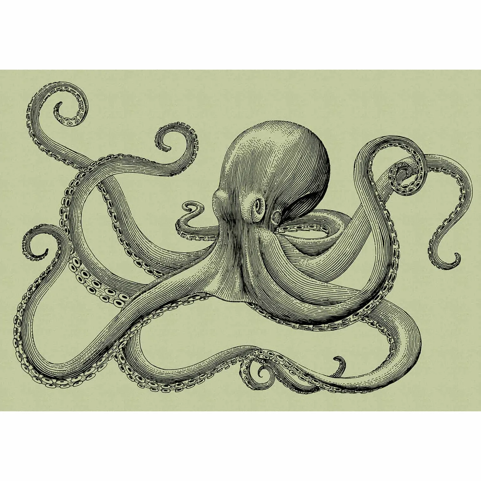 Fototapete Vlies Oktopus Tintenfisch grün Premium
