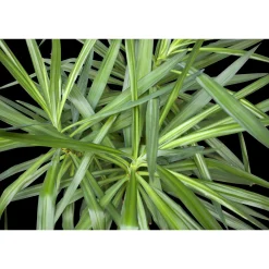 Fototapete Vlies Palme Floral Blätter grün