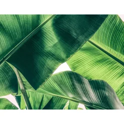 Fototapete Vlies Palmen Blätter grün weiß Designwalls