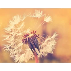 Fototapete Vlies Pusteblume Blüten Floral gelb weiß rosa
