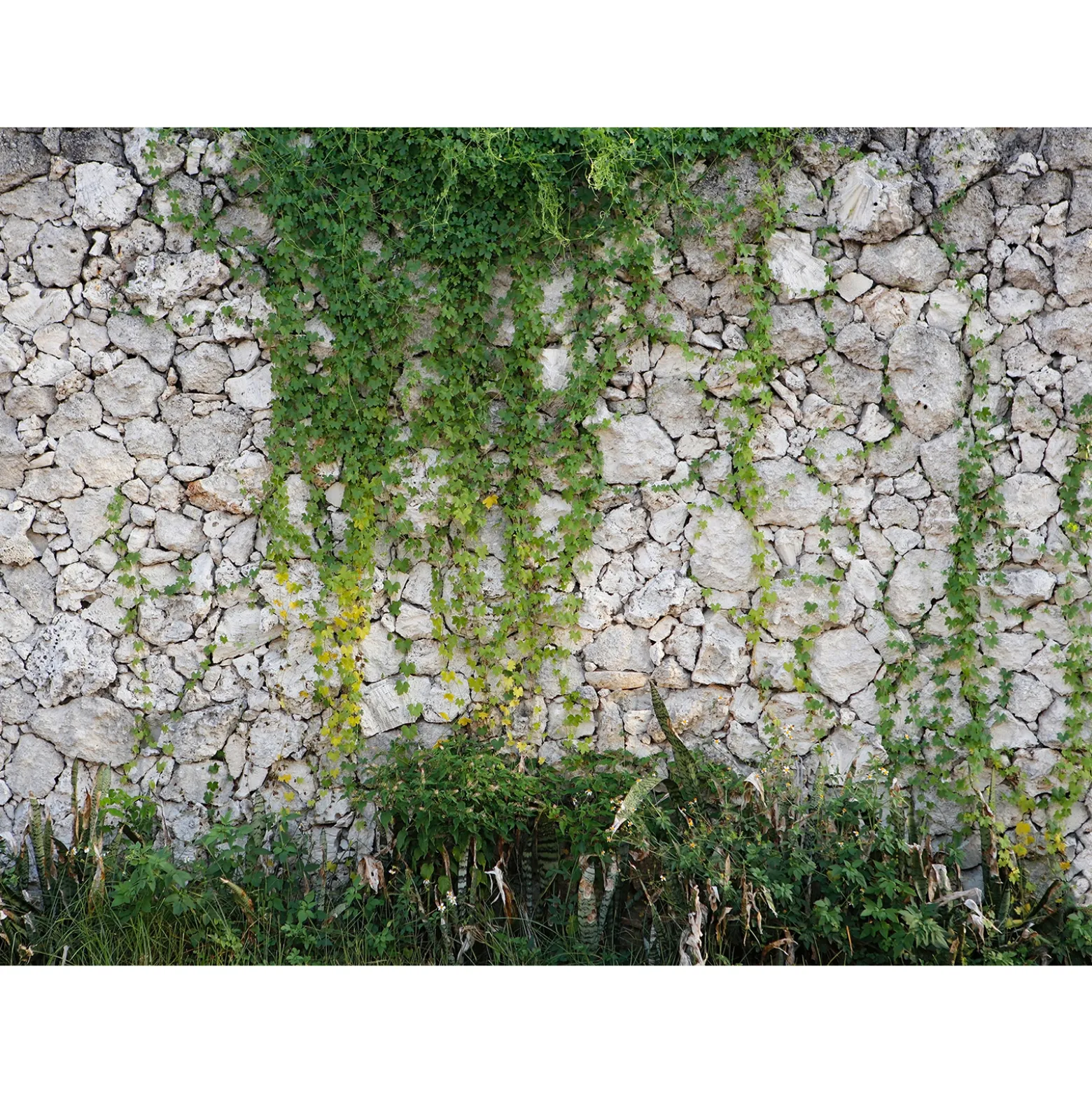 Fototapete Vlies Stein Mauer Pflanzen grau grün