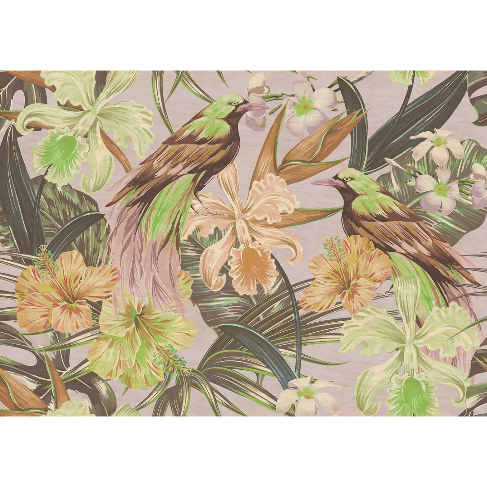 Fototapete Vlies Vögel Exotisch beige grün Premium